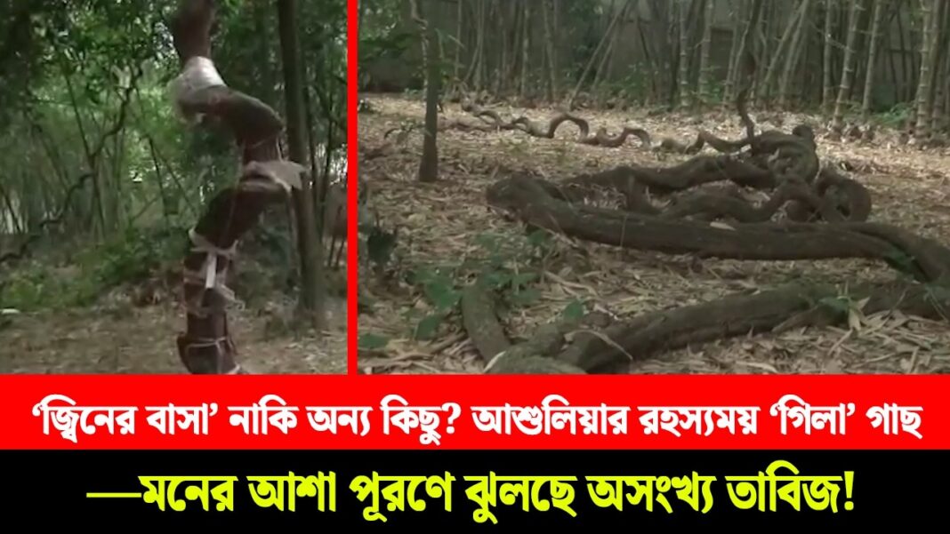 ‘জ্বিনের বাসা’ নাকি অন্য কিছু? আশুলিয়ার রহস্যময় ‘গিলা’ গাছ! —মনের আশা পূরণে ঝুলছে অসংখ্য তাবিজ! ‘জ্বিনের বাসা’ নাকি অন্য কিছু? আশুলিয়ার রহস্যময় ‘গিলা’ গাছ! —মনের আশা পূরণে ঝুলছে অসংখ্য তাবিজ!