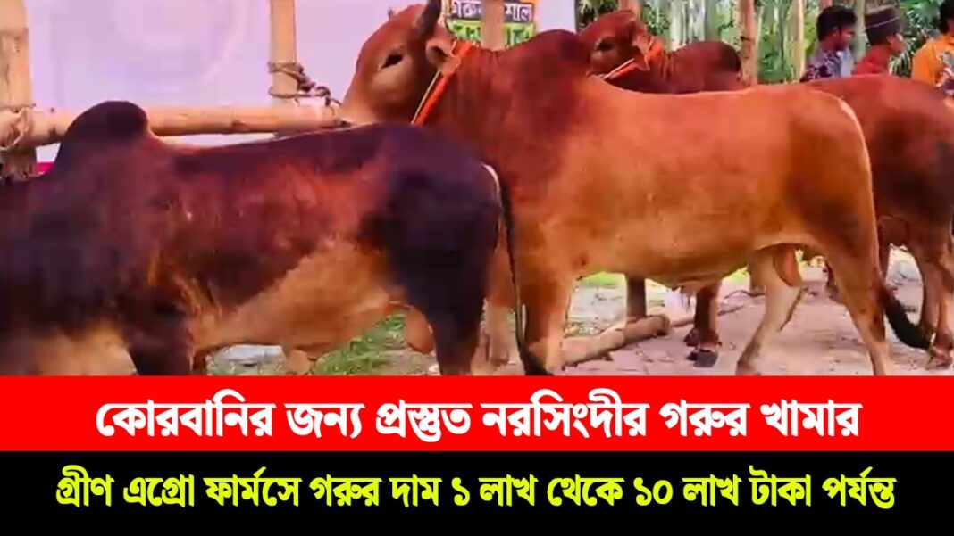 কোরবানির হাটে ঝড় তুলবে নরসিংদীর খামার—প্রস্তুত লাখ লাখ টাকার গরু! কোরবানির হাটে ঝড় তুলবে নরসিংদীর খামার—প্রস্তুত লাখ লাখ টাকার গরু!