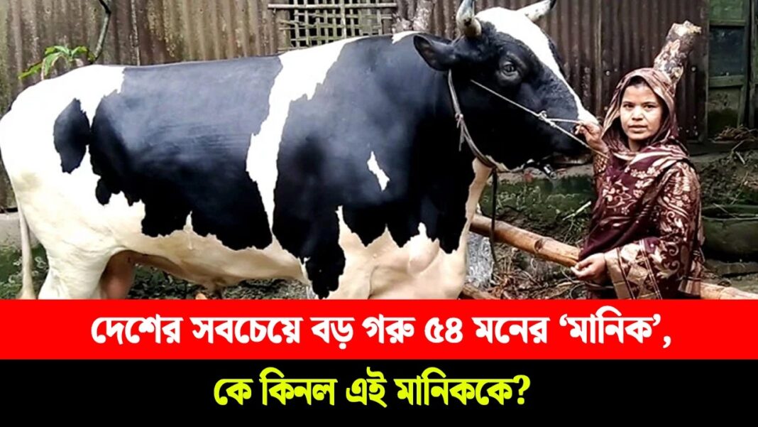 বাংলাদেশের সবচেয়ে বড় গরু ৫৪ মনের ‘মানিক’, কে কিনল এই মানিককে? বাংলাদেশের সবচেয়ে বড় গরু ৫৪ মনের ‘মানিক’, কে কিনল এই মানিককে?
